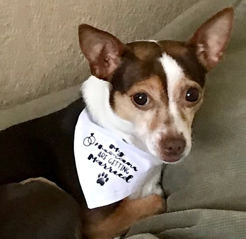 Over The Collar Bandana Wedding Dog Bandana Engagement Dog Bandana My Humans Are Getting Married Dog Bandana Custom Dog Bandana