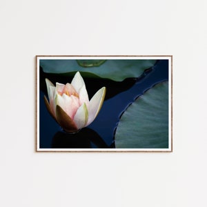 Waterlily Lotus Flower Wall Art Decor Digital Download Printable Photography