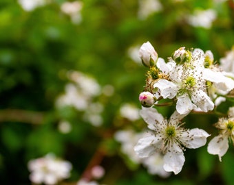 Mountain Flowers, North Georgia, Photography Print, 8x10, Wall Decor