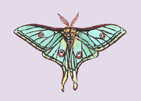 Spanish Moon Moth Painting Print 5x7 Etsy