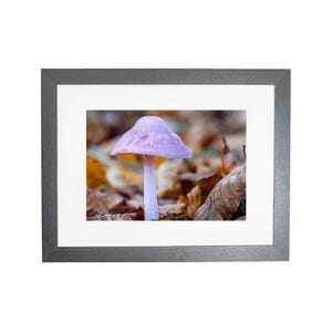 Woodland Forest Rosy Bonnet Mushroom Framed Photo