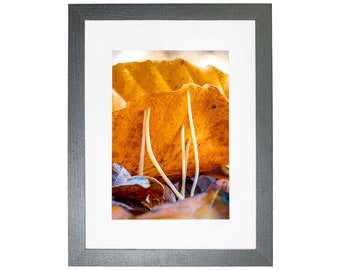 Woodland Mushroom Fungi Framed Photo Thetford Forest Norfolk