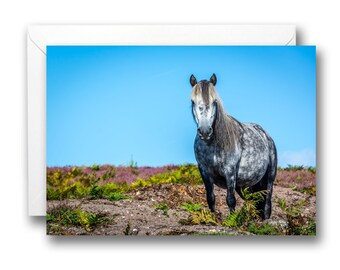 A5 Blank Birthday Greeting Card Wild Horse Norfolk Landscape