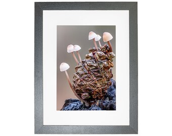 Woodland Pine Cone Mushroom Fungi Framed Photo Norfolk Dersingham Bog