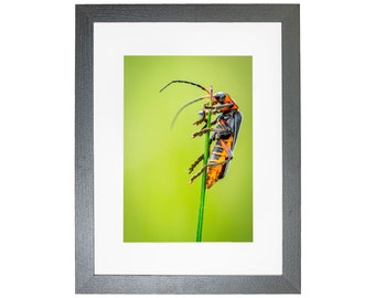 Soldier Beetle Insect Wildlife Nature Framed Photo