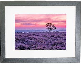 Norfolk Landscape Heather Purple Sunrise Framed Photo Roydon Common