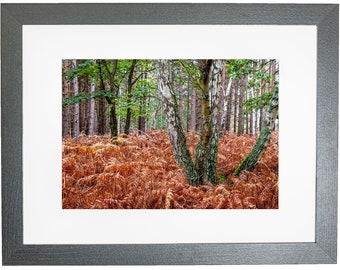 Norfolk Wald Herbstfarben Wald gerahmt Foto