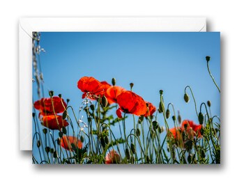 A5 Blank Birthday Greeting Card Wild Red Poppy Flowers