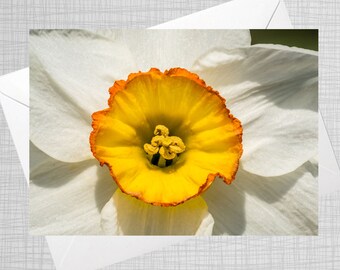 A5 Blank Birthday Greeting Card Daffodil Flower