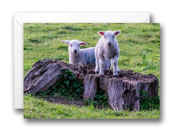 Cute Baby Lambs Greeting Card