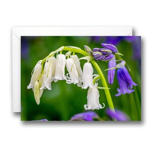 Biglietto di auguri di compleanno con fiori selvatici di primavera, campanula, Norfolk Woodland