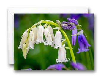 A5 Blank Birthday Greeting Card Bluebell Woodland Flower