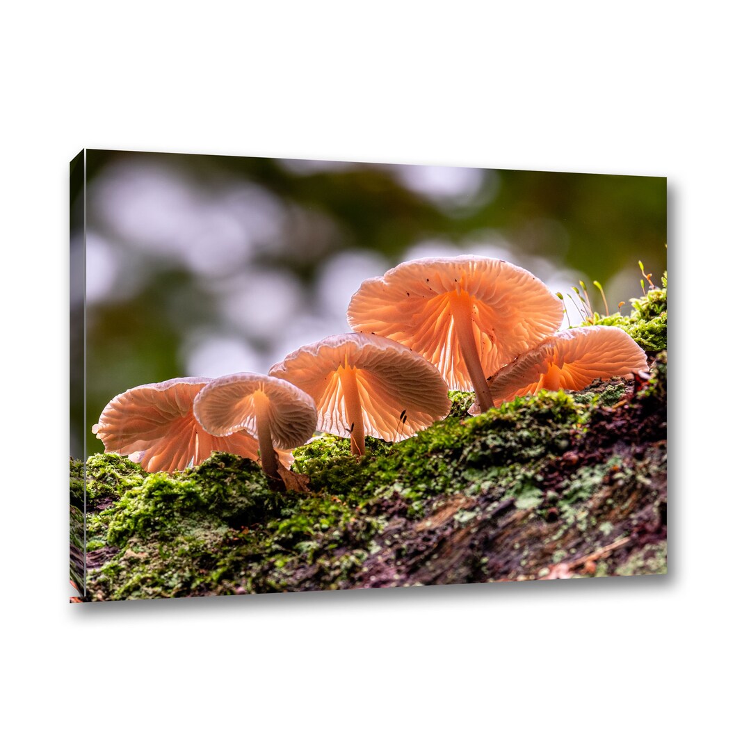 Fungi Tree Forest Picture, Fungi Woodland Print, Mushroom Canvas Wall ...