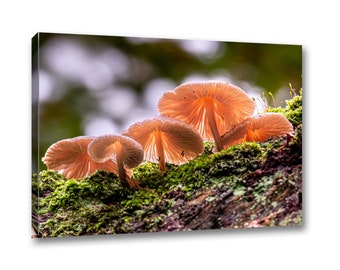 Fungi Tree Forest Picture, Fungi Woodland Print, Mushroom Canvas Wall Art