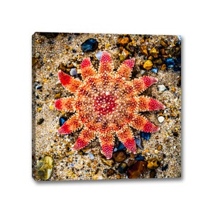 Starfish Canvas Wall Art, Ocean Seashell Decor, Norfolk Coastal Prints