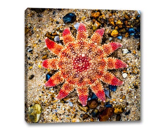 Starfish Canvas Wall Art, Ocean Seashell Decor, Norfolk Coastal Prints