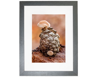 Norfolk Forest Woodland Pine Cone Mushroom Fungi Framed Photo