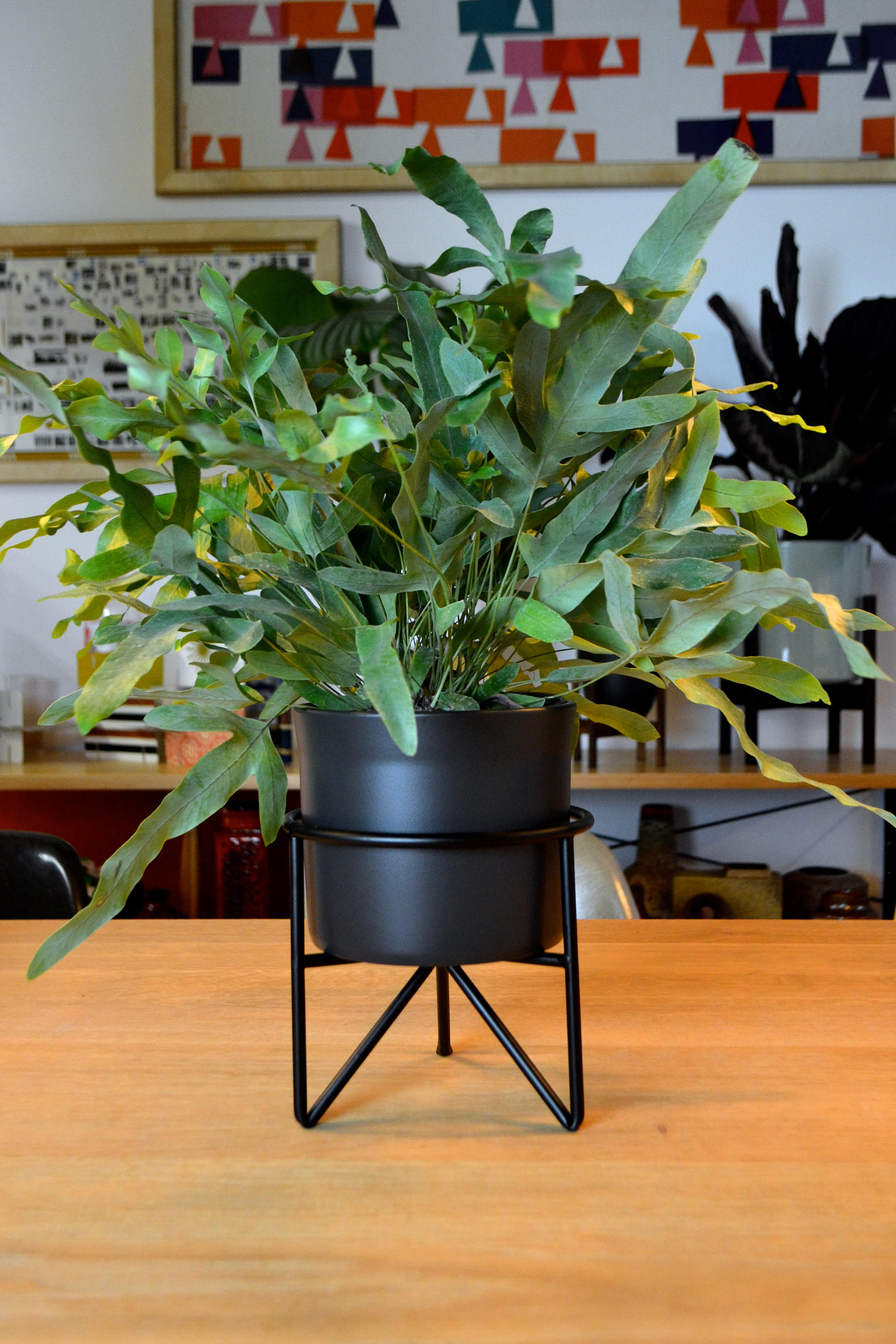 60 LOW Mid Century Modern Hairpin Leg Planter Black or Etsy