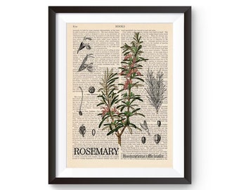 Herbal Illustration, Rosemary Print, Rosmarinus Officinalis, Culinary Herbs, Plant Art, Botanical Wall Art, Kitchen illustration