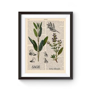 Herbal Illustration, Sage Print, gift for her, Culinary Herbs, Plant Art, Botanical Wall Art, Restaurant Decor, Kitchen illustration