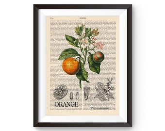 Orange Botanical Print, Citrus Fruit Illustration, Plant Art, Botanical Wall Art, Kitchen illustration, Restaurant Decor