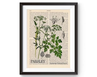 Herbal Illustration, Parsley Print,  Garden Herb Print, Culinary Herbs, Plant Art, Botanical Wall Art, Kitchen illustration