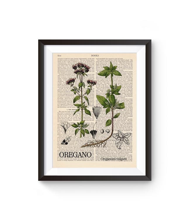 Herbal Illustration Parsley Sage Oregano Garden Herb Etsy