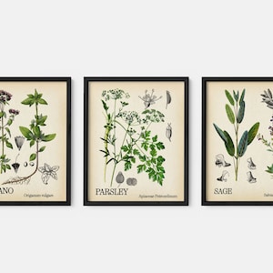 May include: Three framed botanical illustrations of herbs. The first frame shows oregano with the text "OREGANO Origanum vulgare". The second frame shows parsley with the text "PARSLEY Apium Petroselinum". The third frame shows sage with the text "SAGE Salvia officinalis".
