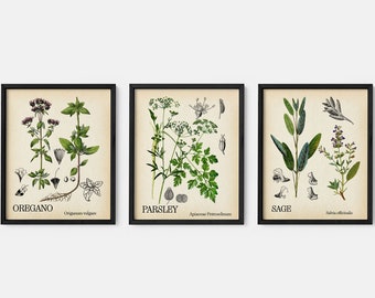 Conjunto de 3 ilustraciones de hierbas: perejil, salvia y orégano. Impresiones de hierbas culinarias, arte vegetal, arte mural botánico, ilustración de cocina.