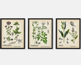 Conjunto de 3 ilustraciones herbarias, perejil, salvia, impresiones de hierbas de jardín de orégano, hierbas culinarias, arte vegetal, arte botánico de la pared, ilustración de cocina