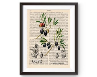 Olive Botanical Print, Olive Botanical Art Print, Olive Wall Art, Olea Europaea, Olive Decor, Kitchen Art Print