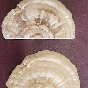 Rebord magnétique en forme de champignon d'aspect naturel, profil mince NOUVEAU, ce rebord est maintenant livré avec 2 aimants supplémentaires pour un soutien accru