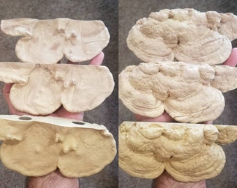 Magnetic natural looking Mushroom ledge