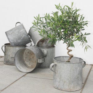 May include: A collection of six galvanised metal pots, some with handles, are arranged on a grey tiled floor. A small olive tree is planted in one of the pots.
