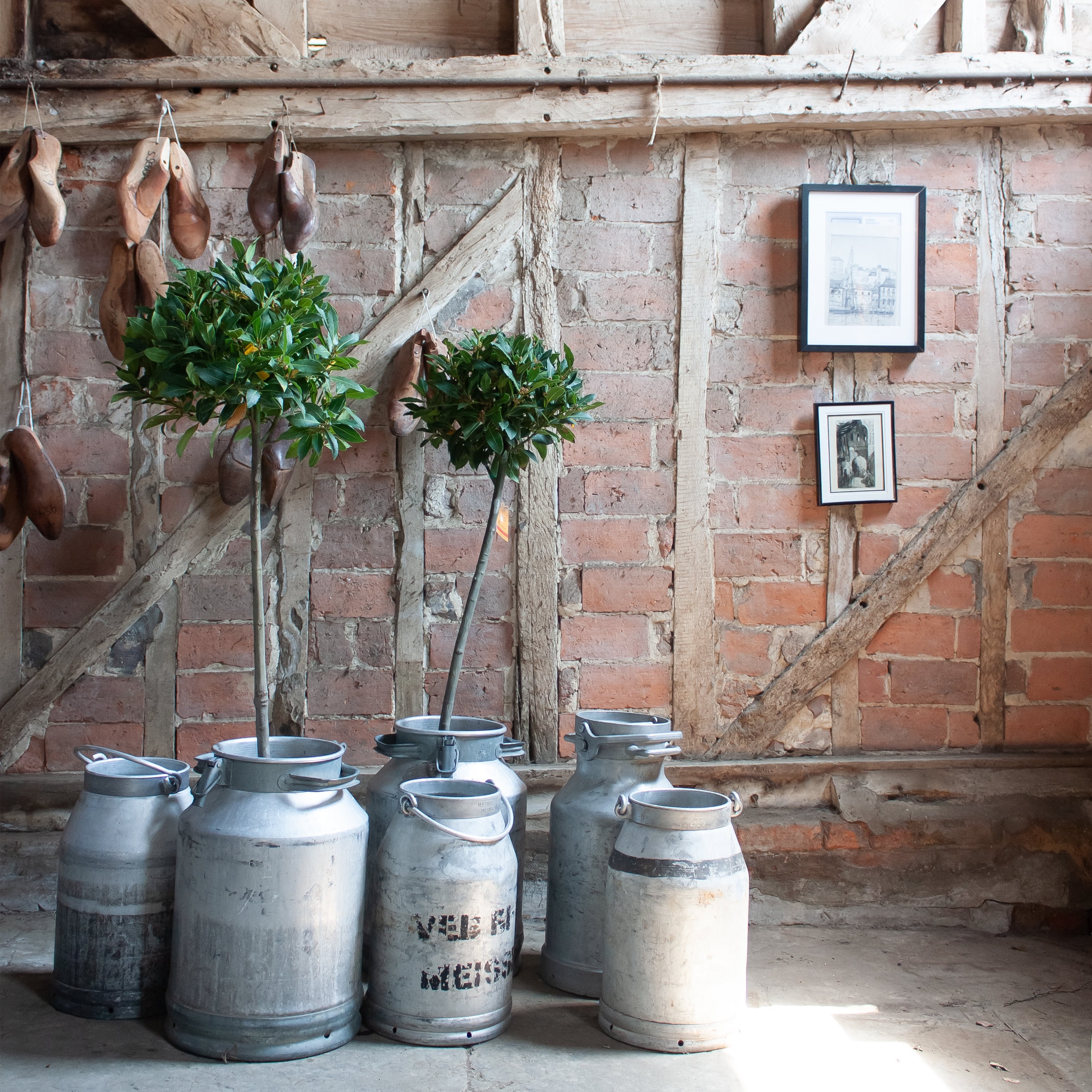 Vintage Milk Churn | Large Galvanised Farmhouse Decor | Rustic