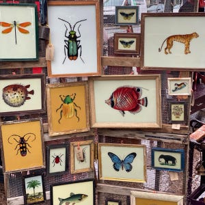 May include: A collection of framed vintage illustrations featuring various animals and insects. The illustrations are painted in a whimsical style with bright colours. The frames are all different sizes and shapes, and some have a distressed look. The illustrations include a butterfly, a fish, a tiger, a beetle, a dragonfly, a pufferfish, and a palm tree.