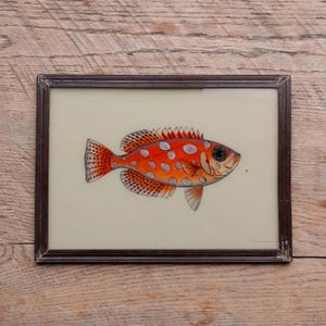 May include: A framed illustration of a red and white fish with black spots. The fish is swimming to the right and has a large, black eye.