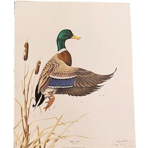 May include: A detailed illustration of a Mallard Drake, a type of duck, with its wings spread. The duck is depicted in a natural setting with reeds and cattails. The artwork is signed by the artist, "Joseph Hautman, 1979".