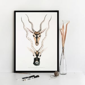 Vintage Antelope Illustration: John Edwards Gray Wall Art Print