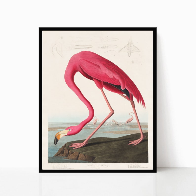 Flamingo Print, Vintage Flamingo, Flamingo Wall Art, John Audubon Flamingo, Flamingo Print