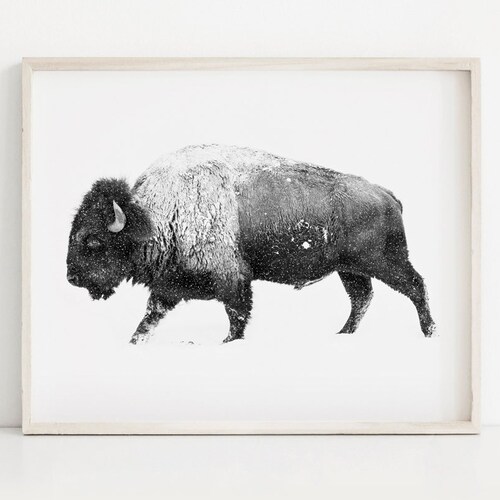 Buffalo Buffalo Print Bison Wall Art Bison Black and White - Etsy