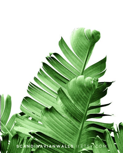 Palm leaf print tropical decor banana leaf print leaf | Etsy