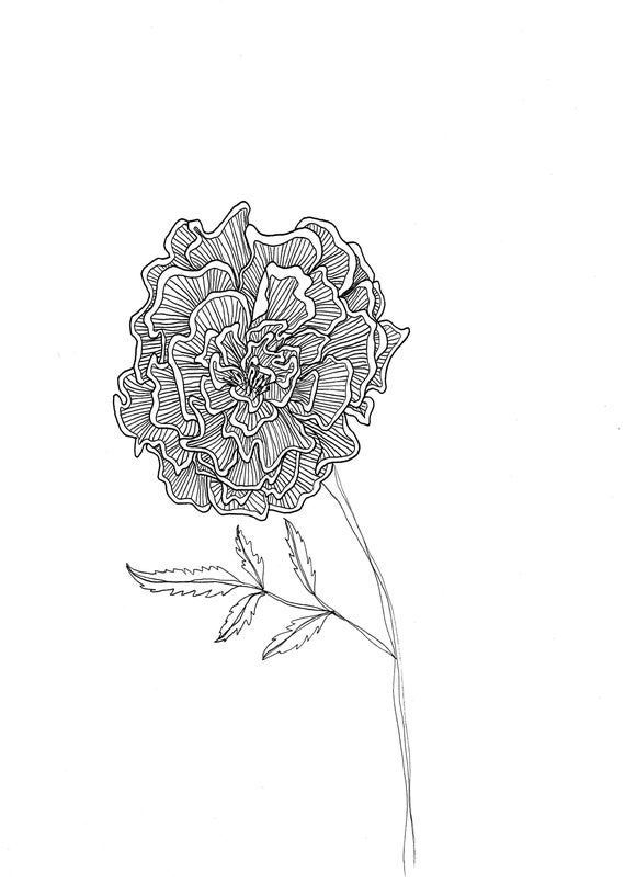 Marigold Flower Print Floral Drawing Mothers Day Gift Etsy etsy