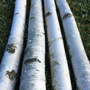 Four Thick White Birch Poles 8 Feet Long