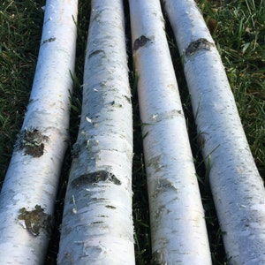 Four Thick White Birch Poles 8 Feet Long