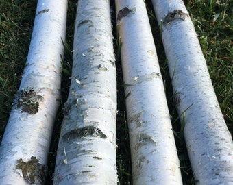 Four Thick White Birch Poles 4 Feet Long