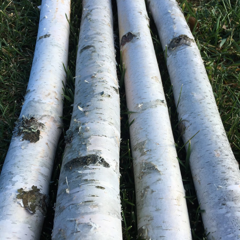 Four Thick White Birch Poles 8 Feet Long image 1