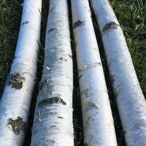 Four 7 Foot Long White Birch Poles