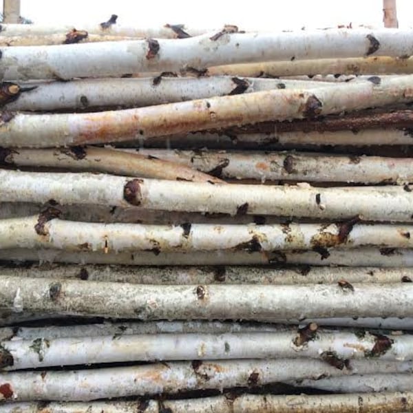 Four Thin White Birch Poles