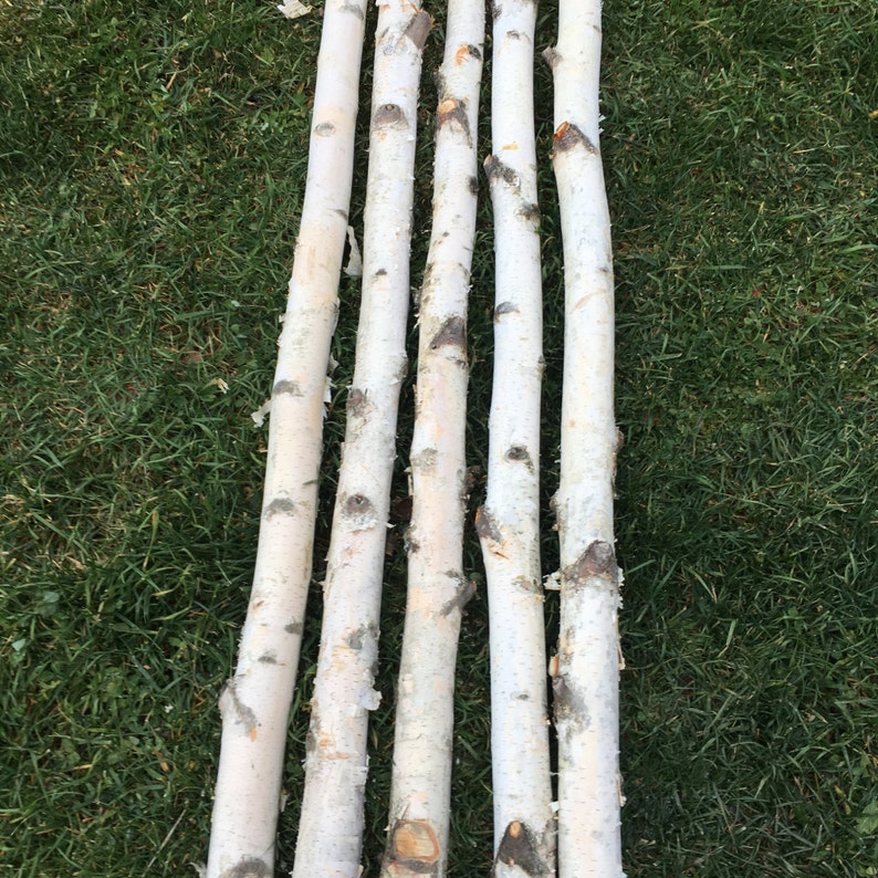 Four White Birch Poles 4 ft image 1